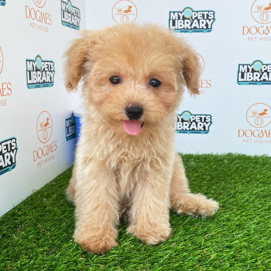 Toy Poodle Puppy (Male) For Sale