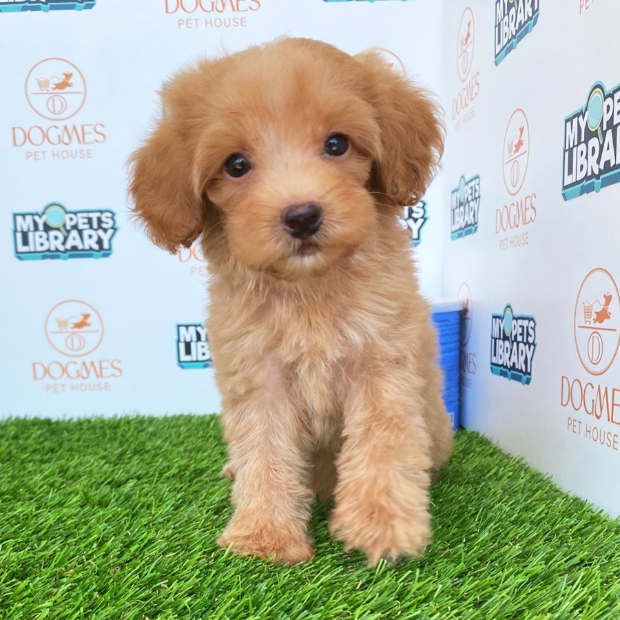Toy Poodle Puppy (Male) For Sale