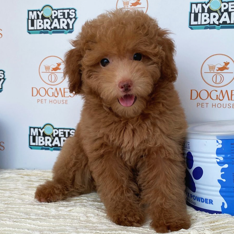 Toy Poodle Puppy (Male) For Sale
