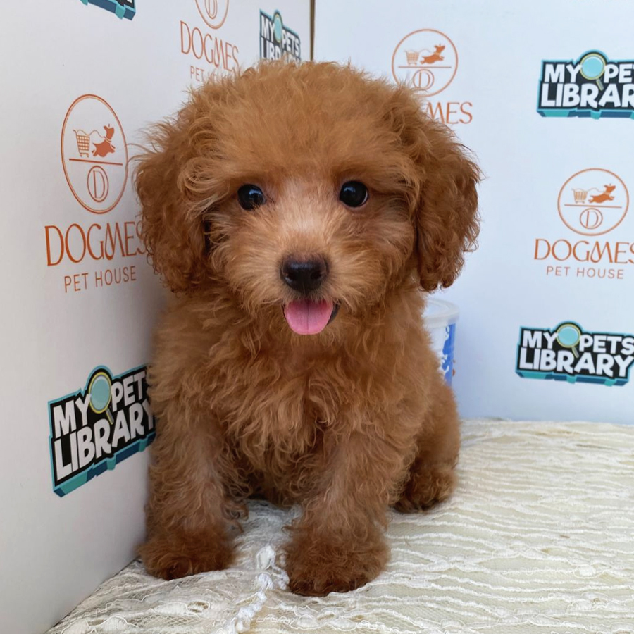 Toy Poodle Puppy (Male) For Sale