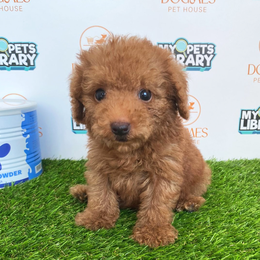Toy Poodle Puppy (Male) For Sale