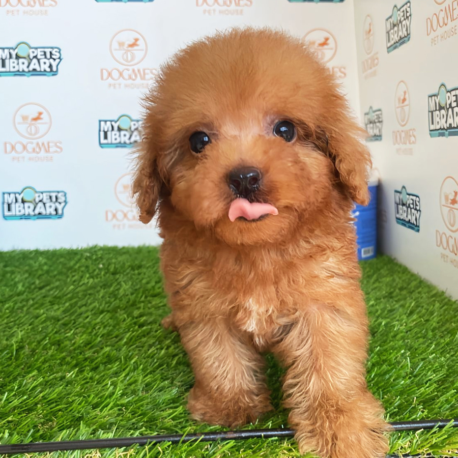 Toy Poodle Puppy (Male) For Sale