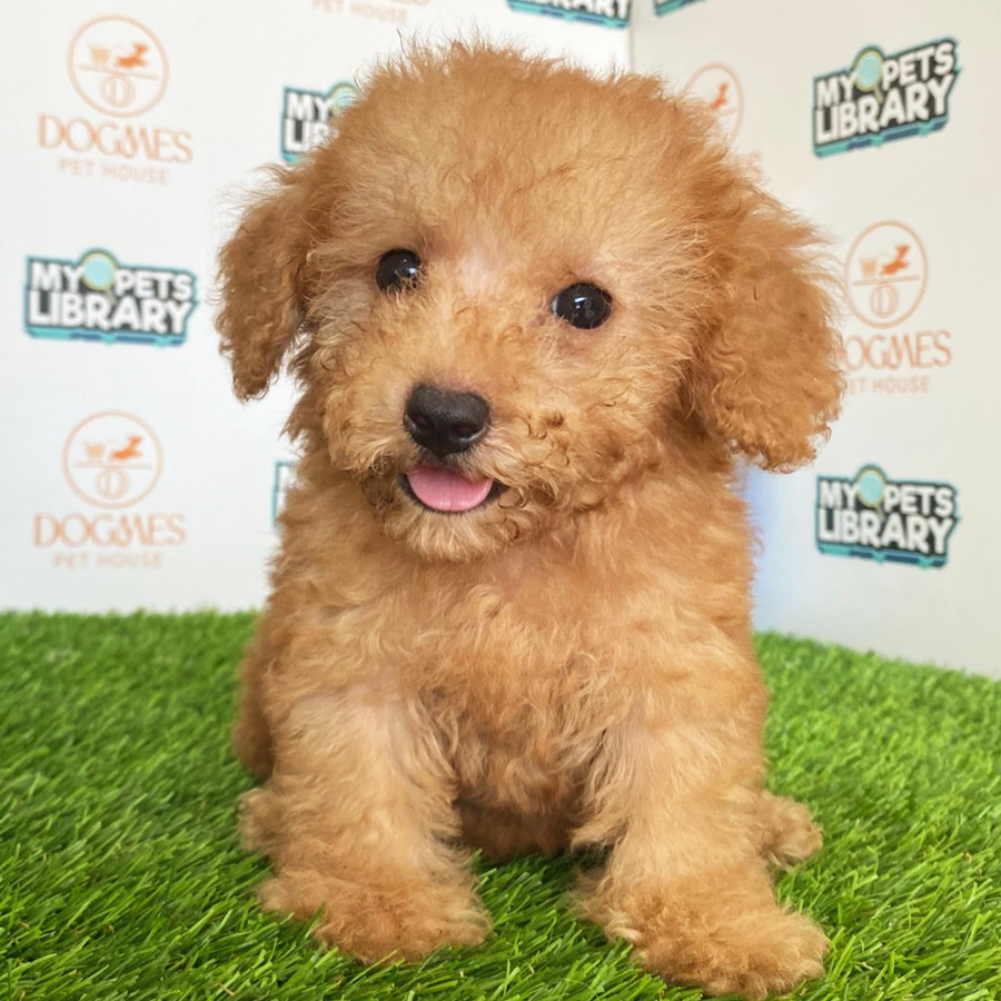 Toy Poodle Puppy (Male) For Sale