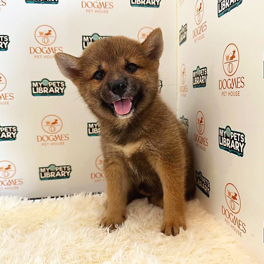 Shiba Inu Puppy (Female) For Sale