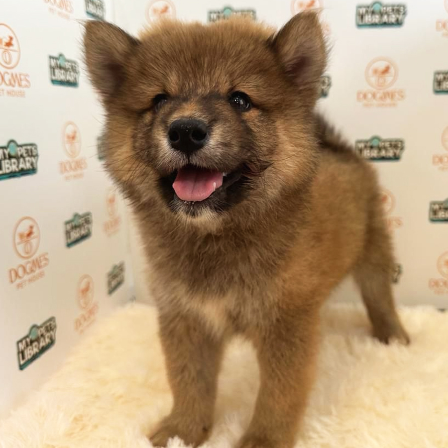 Shiba Inu Puppy (Male) For Sale