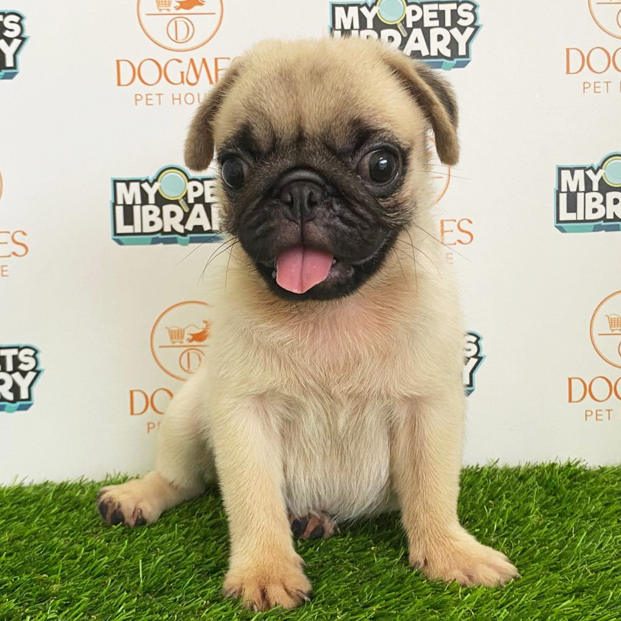 Pug Puppy (Male) For Sale