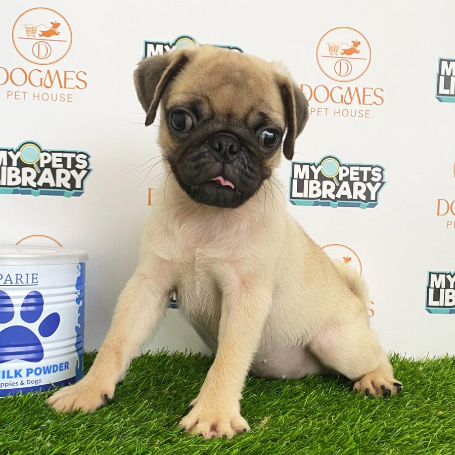 Pug Puppy (Male) For Sale