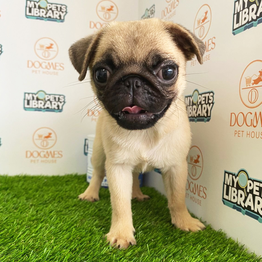 Pug Puppy (Female) For Sale