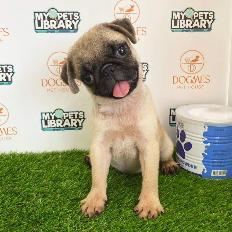 Pug Puppy (Female) For Sale