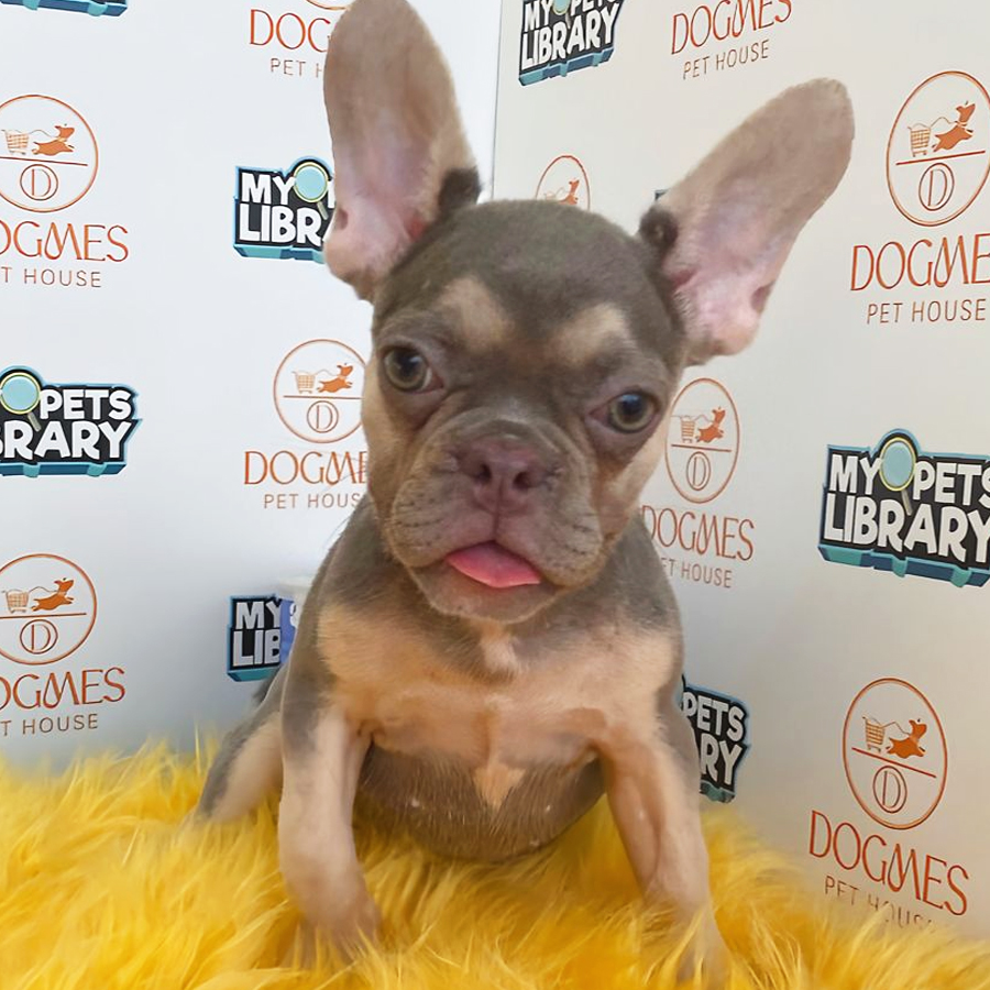 French Bulldog Puppy (Female) For Sale