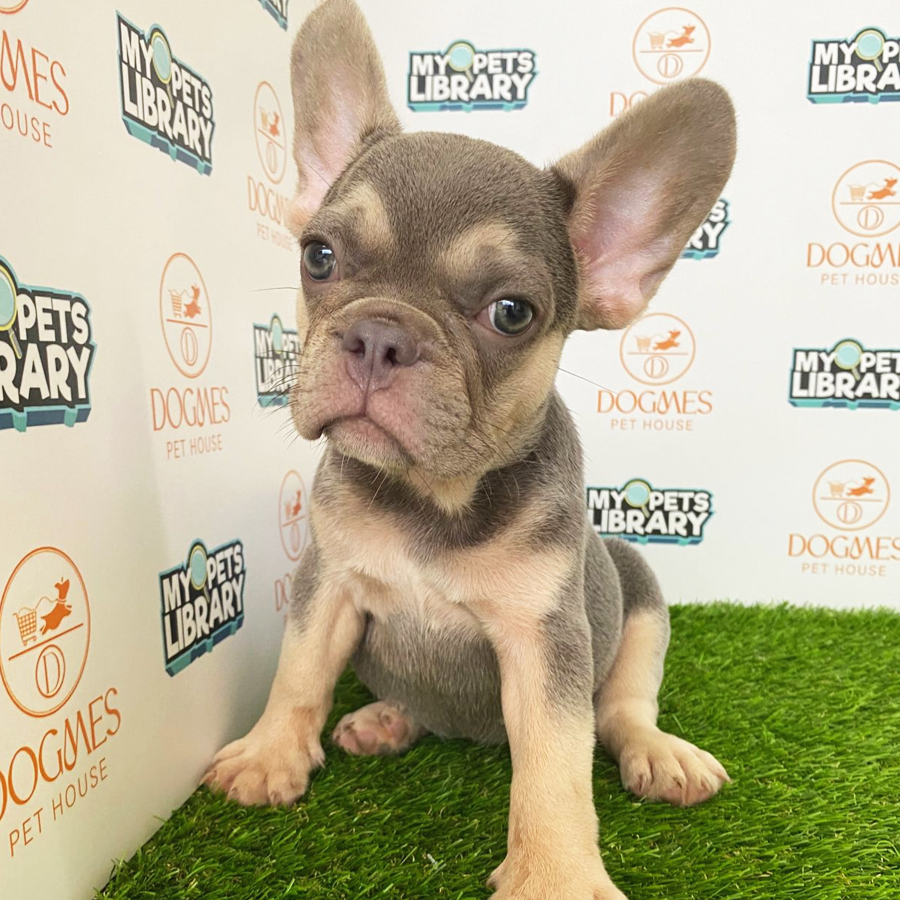 French Bulldog Puppy (Female) For Sale