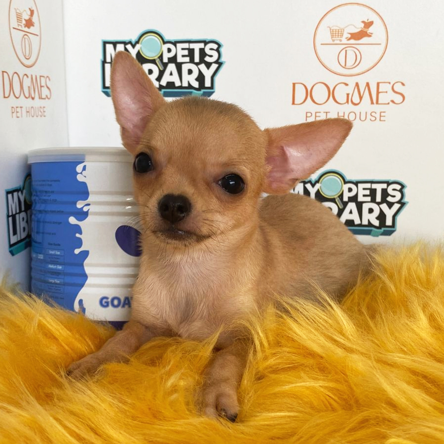 Chihuahua Puppy (Female) For Sale