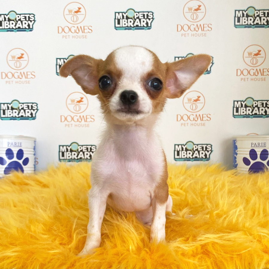 Chihuahua Puppy (Male) For Sale