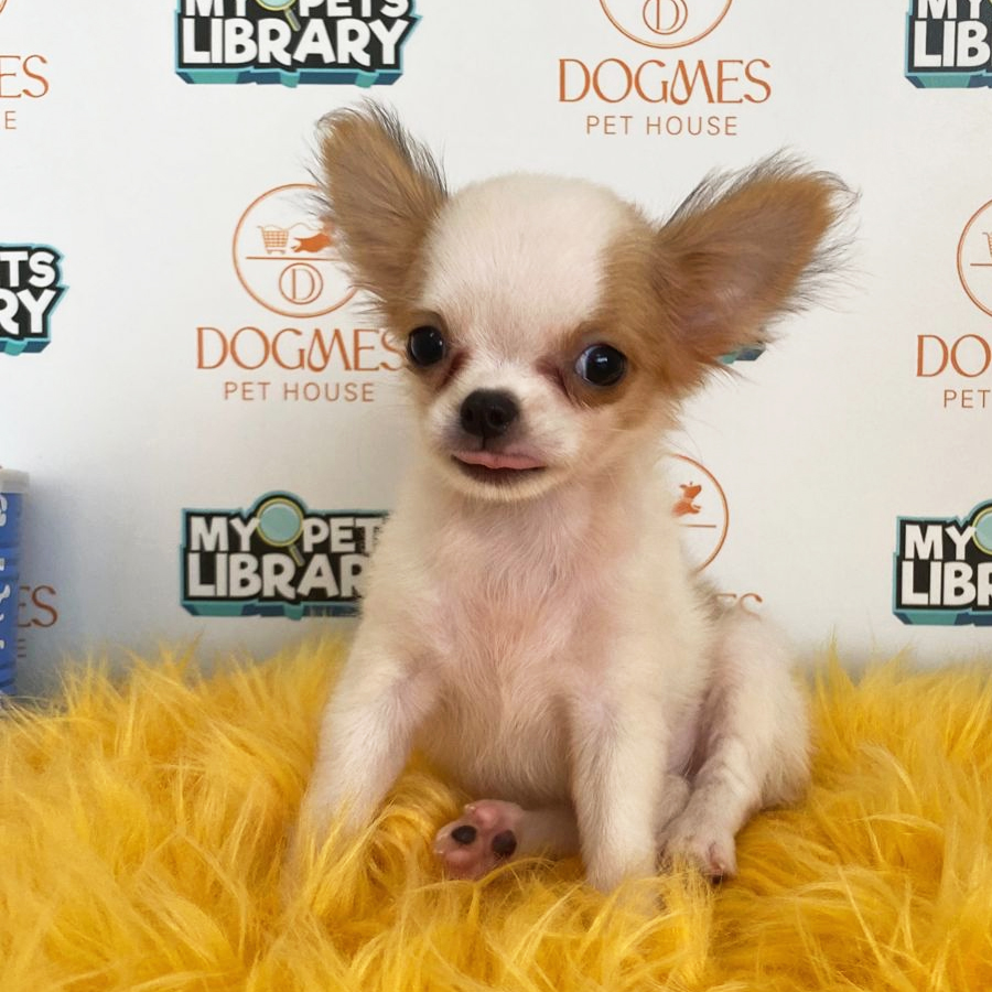 Chihuahua Puppy (Female) For Sale