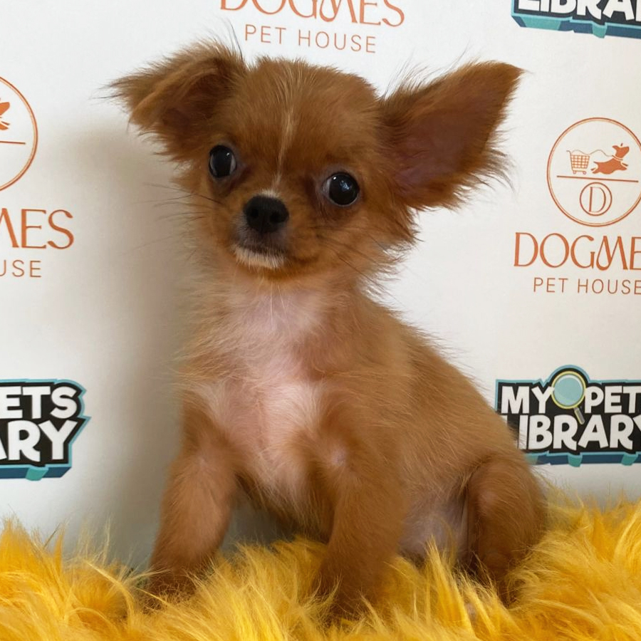 Chihuahua Puppy (Female) For Sale