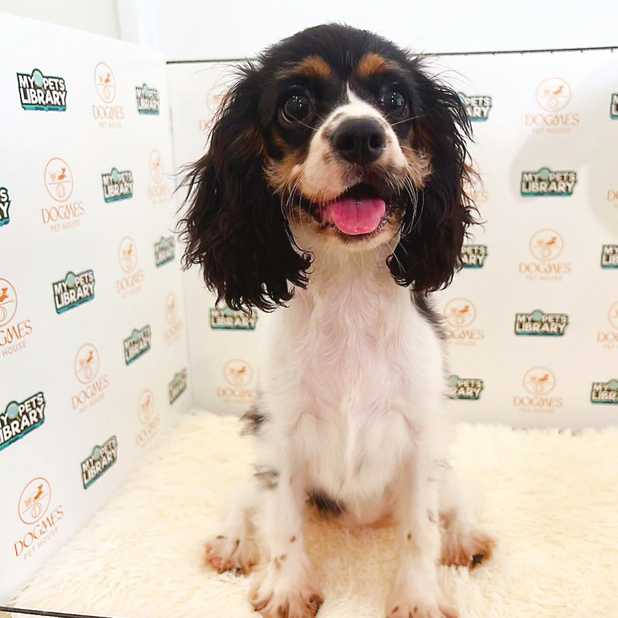 Cavalier King Charles Spaniel Puppy (Female) For Sale