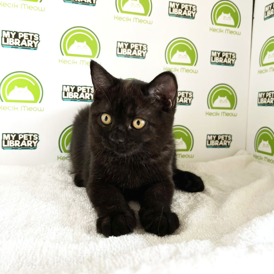 British Shorthair Kitten (Female) For Sale