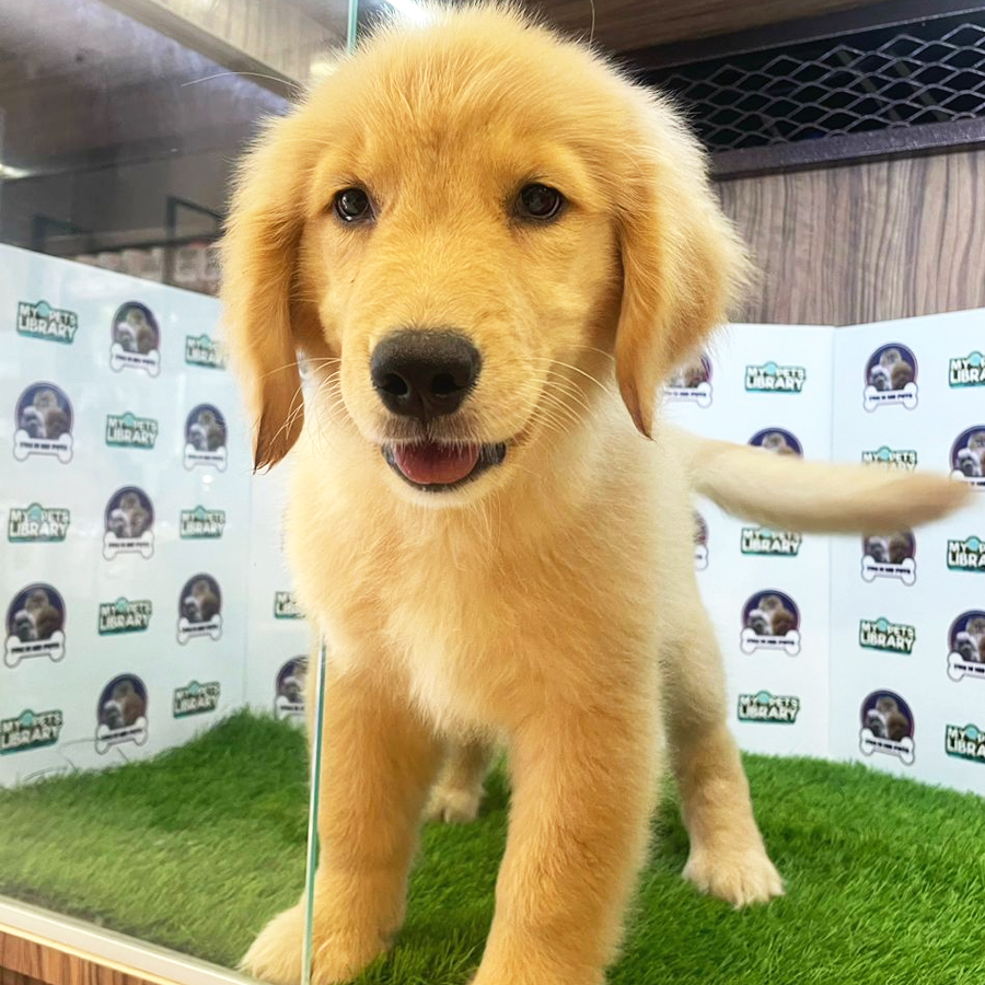 Golden Retriever Puppy (Female) For Sale