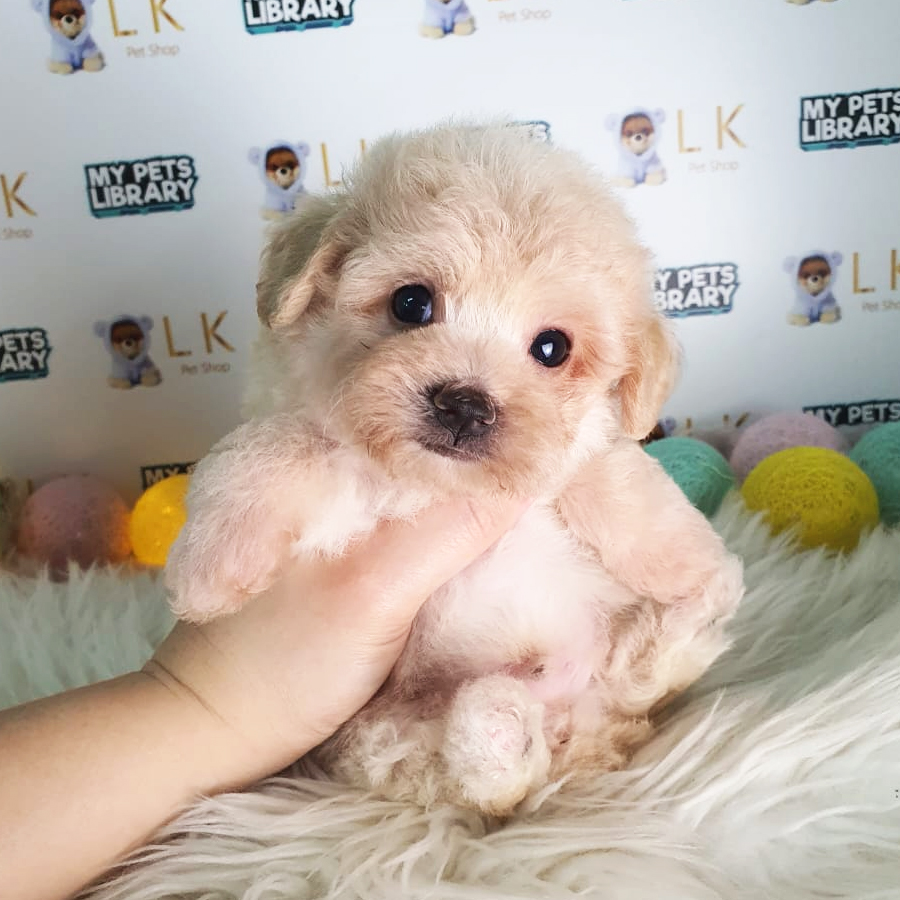 Toy Poodle Puppy (Male) For Sale