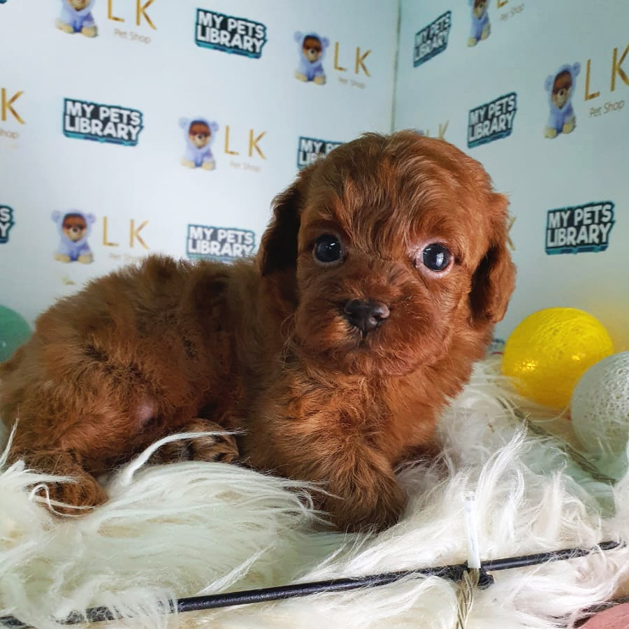 Toy Poodle Puppy (Male) For Sale