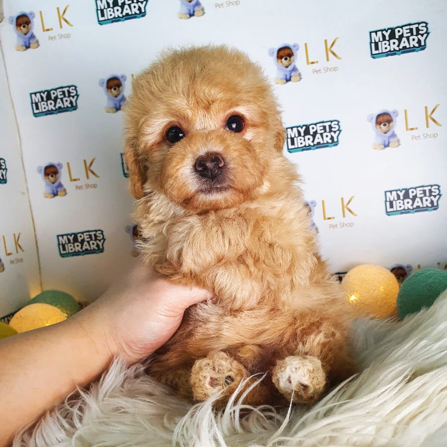Maltipoo Puppy (Male) For Sale