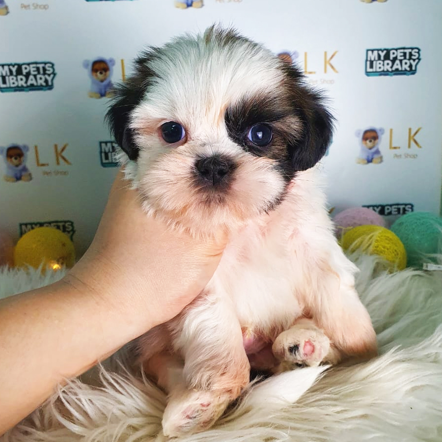 Shih Tzu Puppy (Male) For Sale