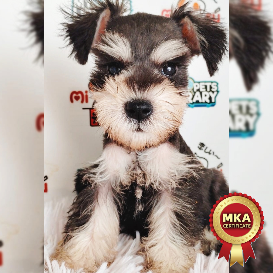 MKA Schnauzer Puppy (Male) For Sale