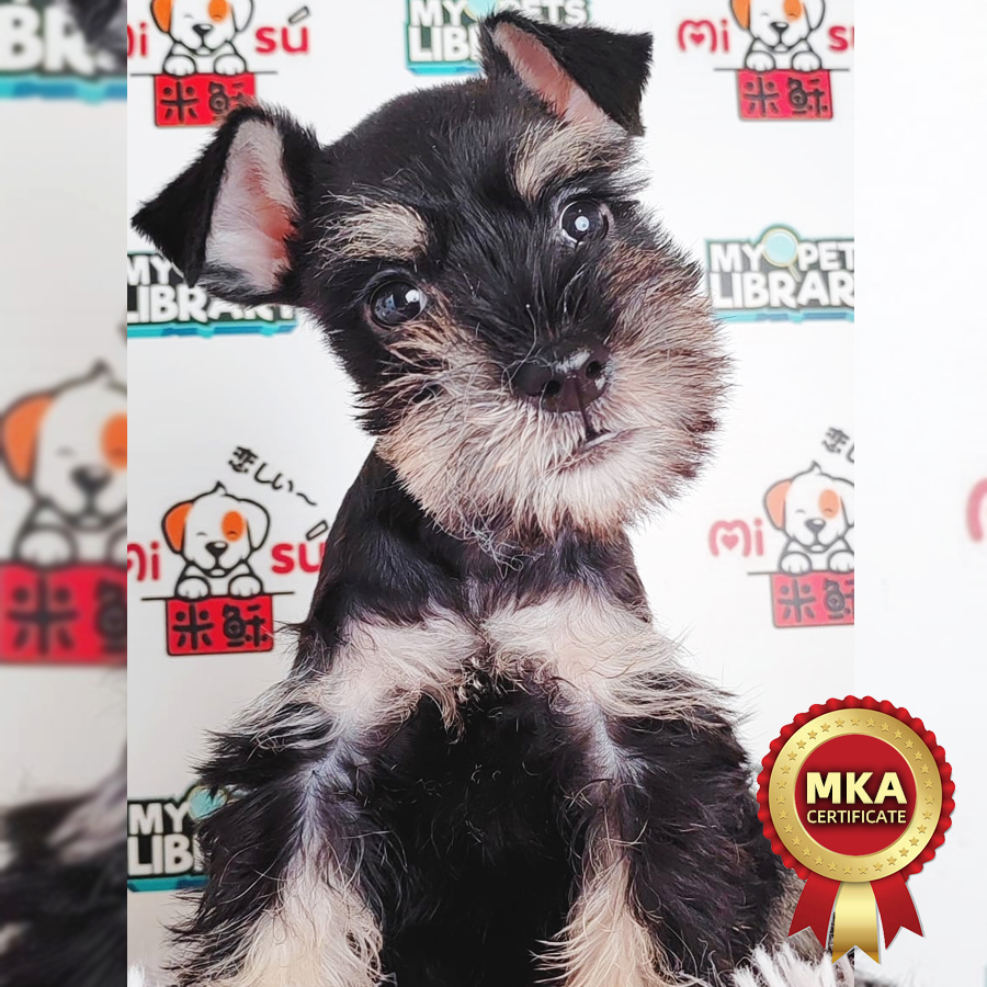 MKA Schnauzer Puppy (Male) For Sale
