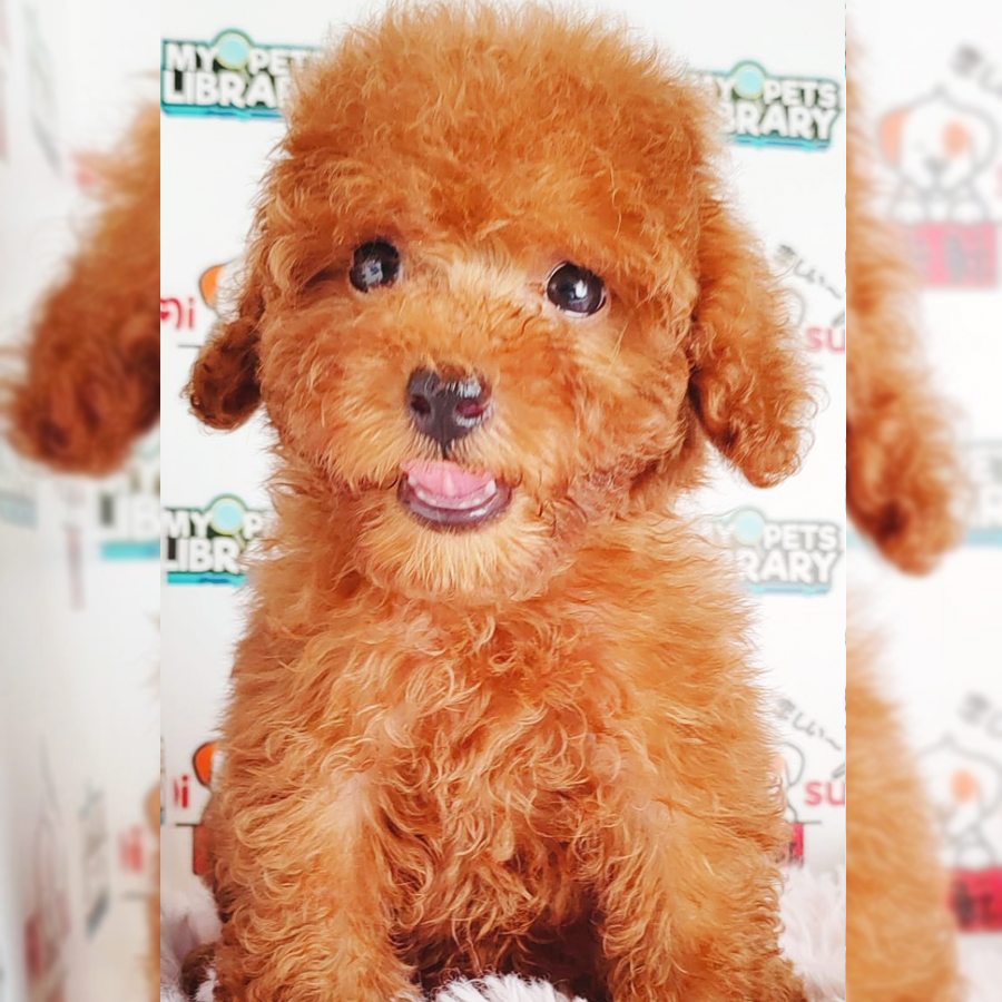 Toy Poodle Puppy (Female) For Sale
