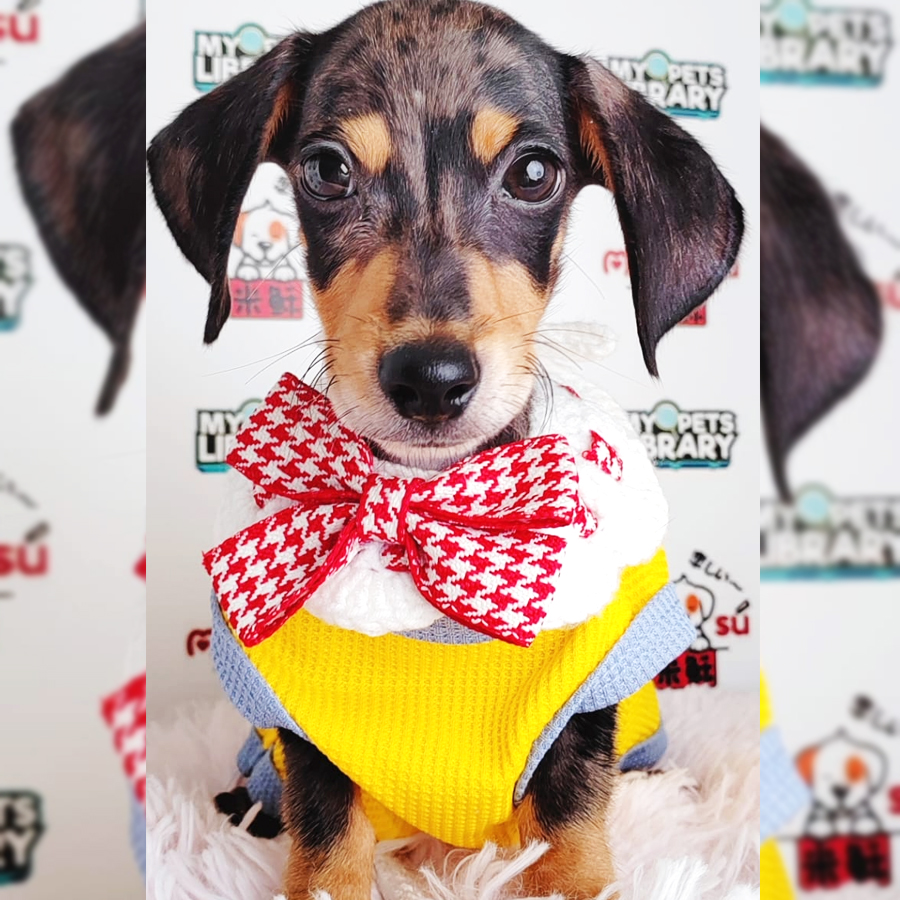 Miniature Dachshund Puppy (Male) For Sale