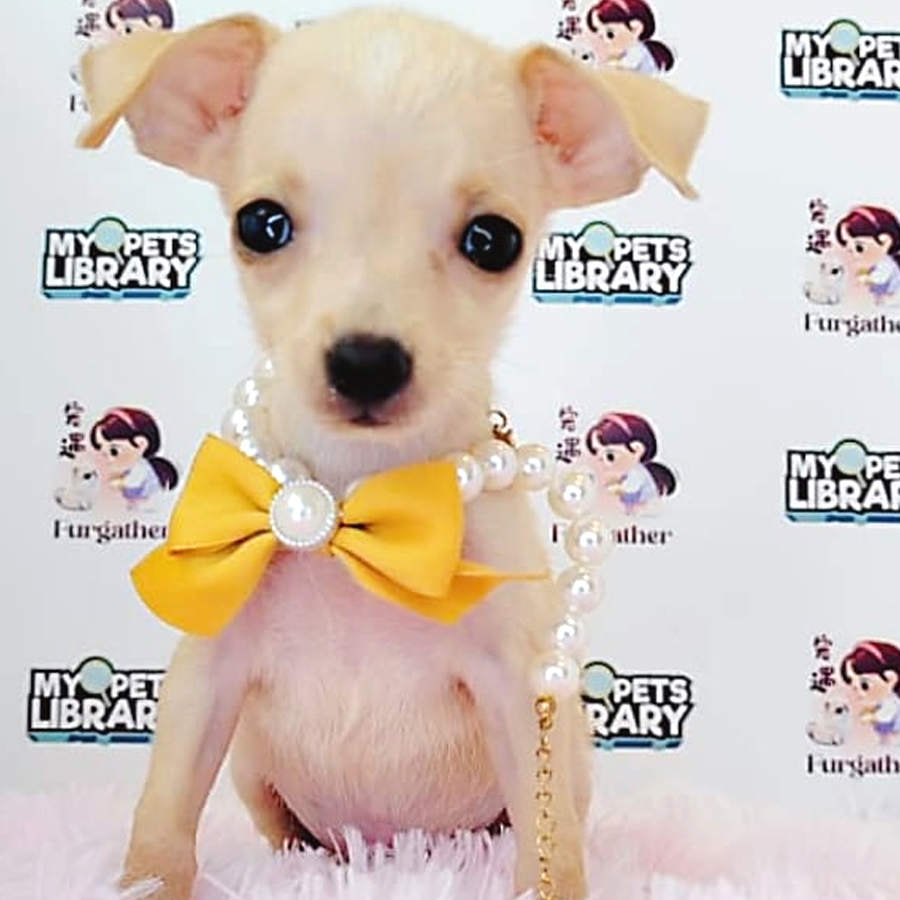 Chihuahua Puppy (Male) For Sale