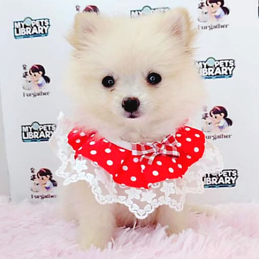 Pomeranian Puppy (Female) For Sale