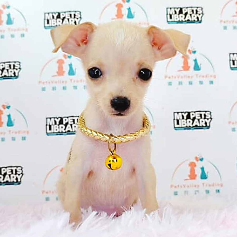 Chihuahua Puppy (Male) For Sale