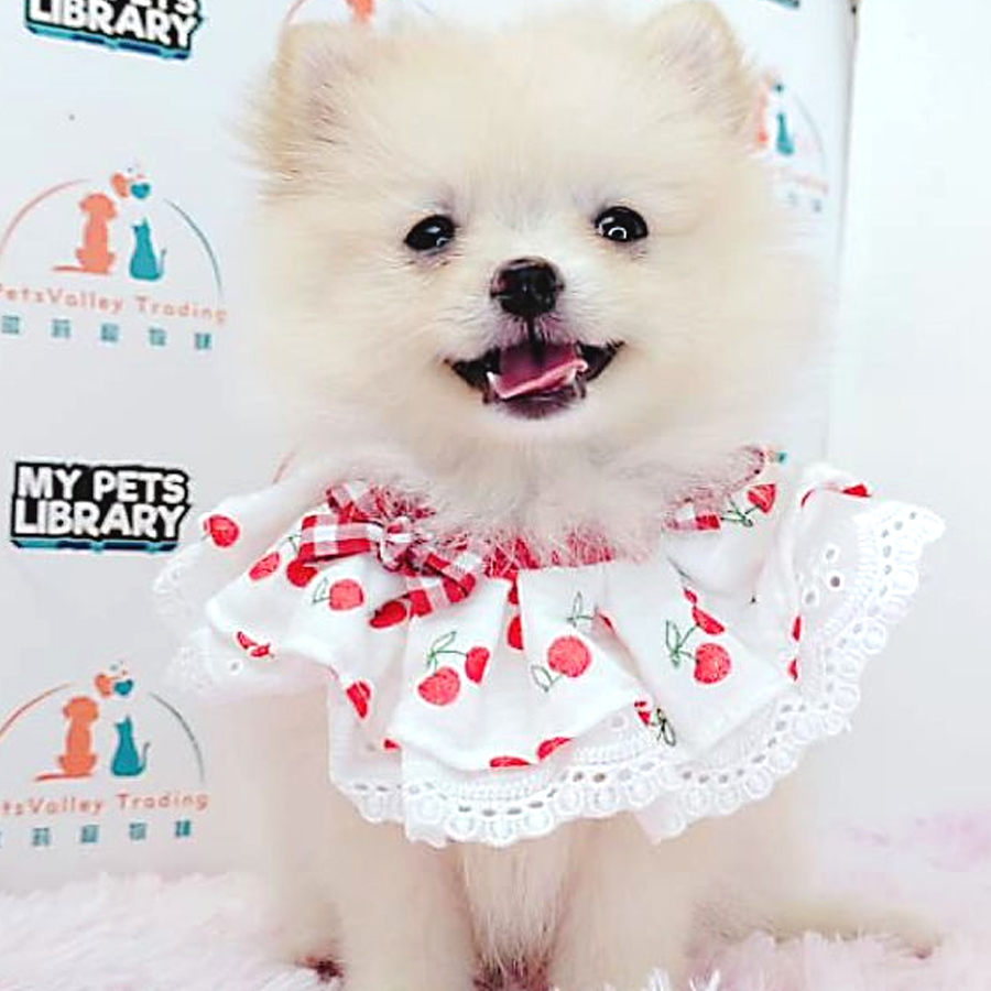 Pomeranian Puppy (Female) For Sale