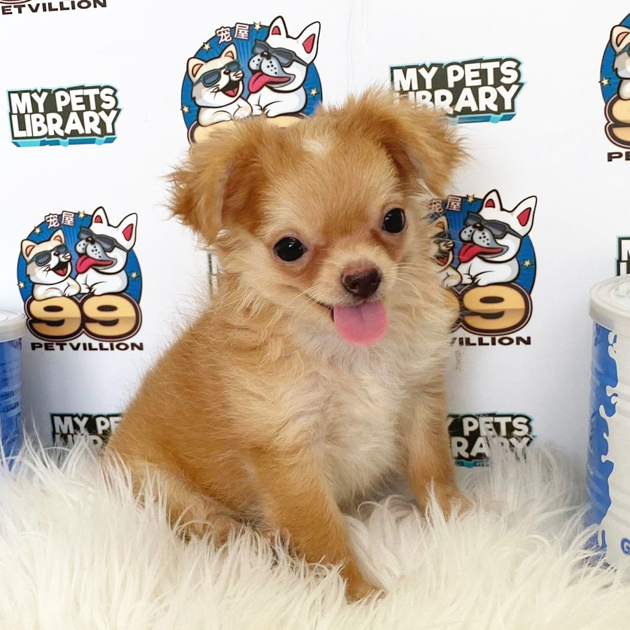 Chihuahua Puppy (Female) For Sale
