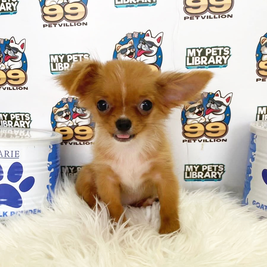 Chihuahua Puppy (Female) For Sale