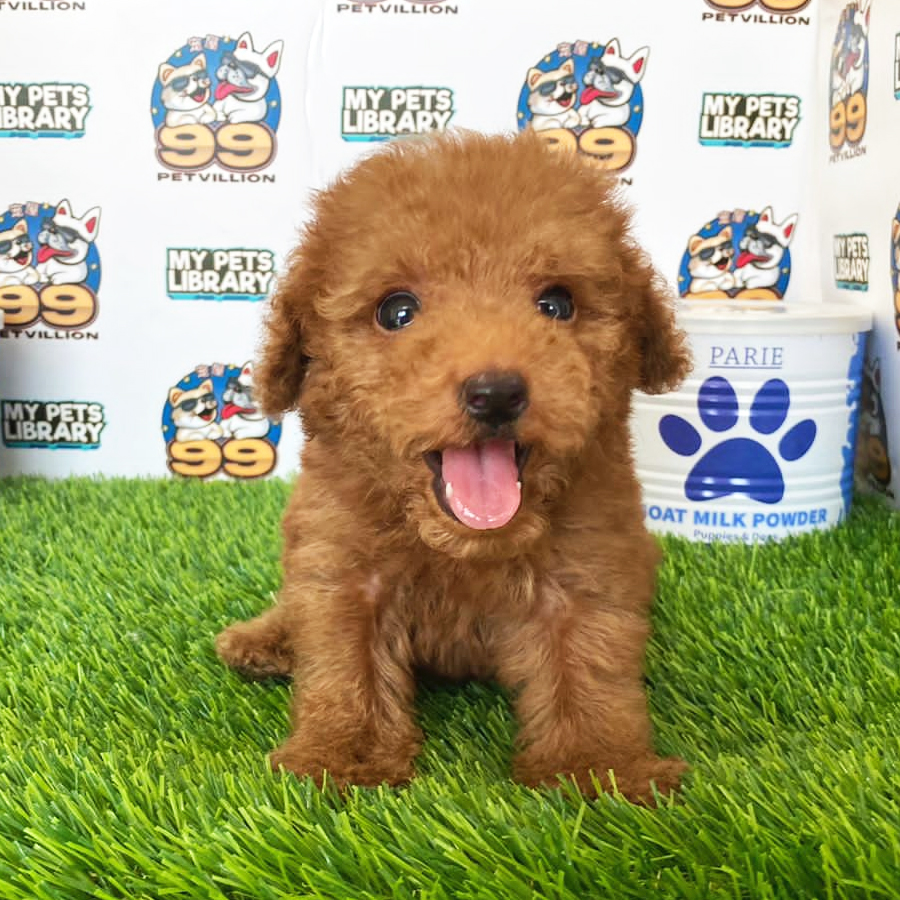 Toy Poodle Puppy (Male) For Sale