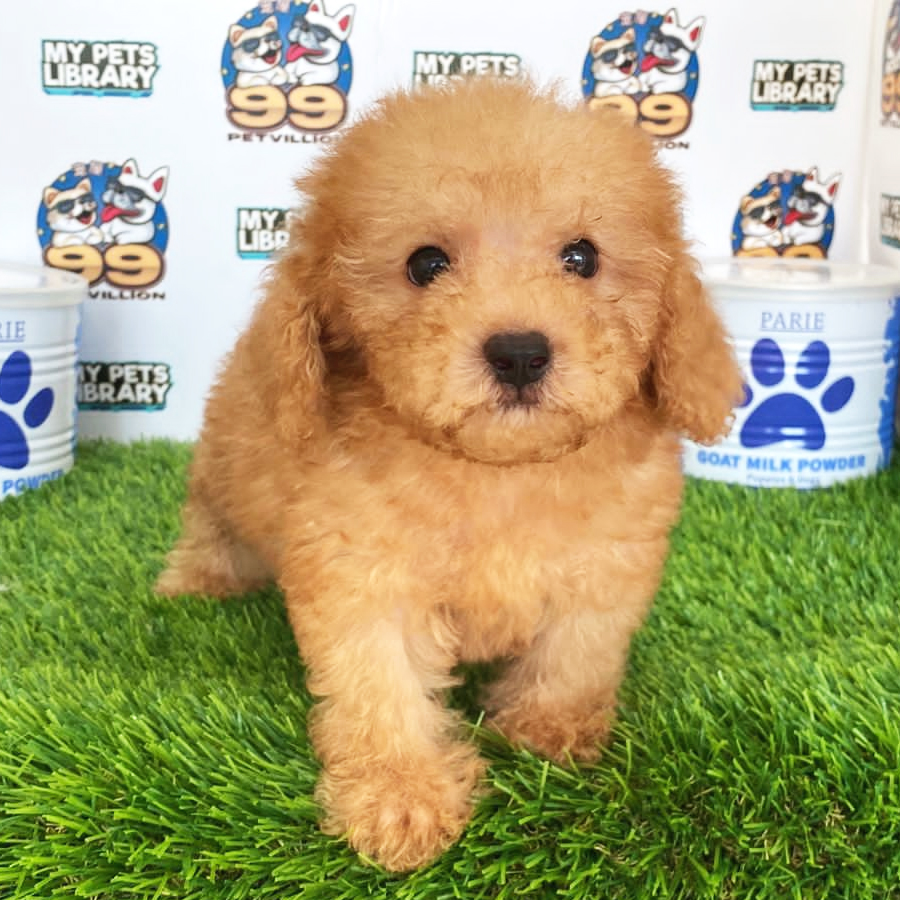 Toy Poodle Puppy (Male) For Sale
