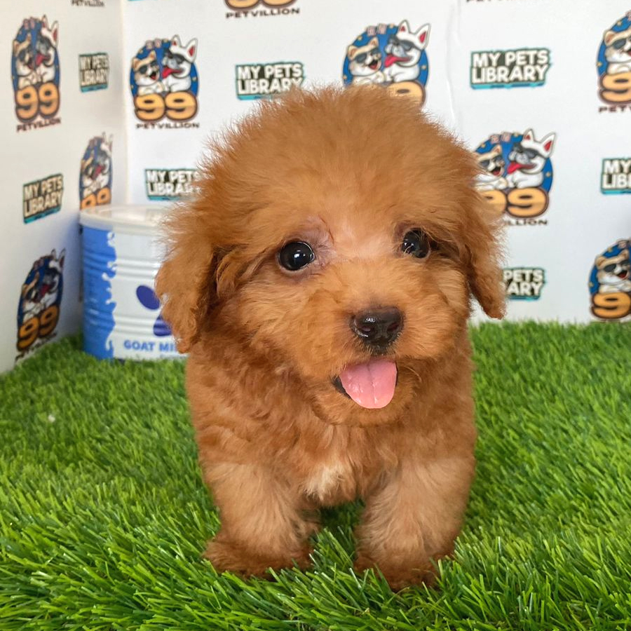 Toy Poodle Puppy (Male) For Sale