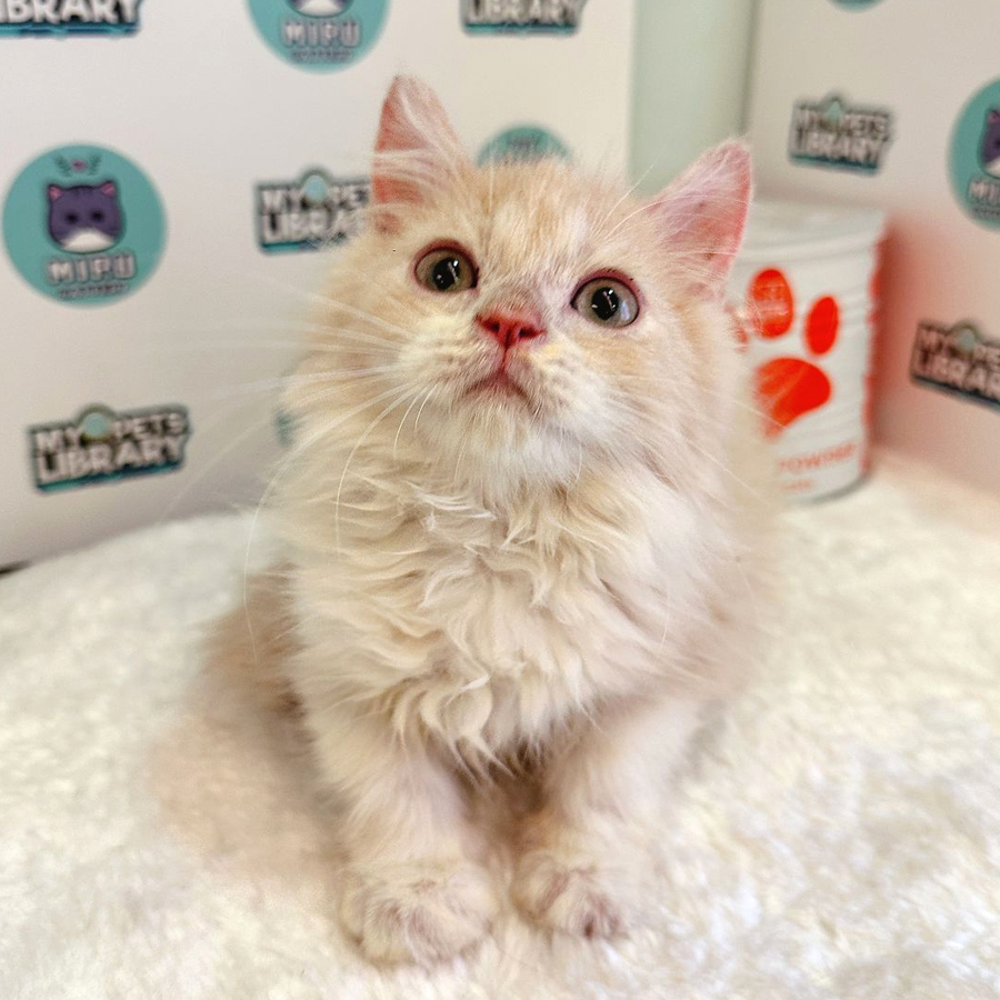 Persian Kitten (Male) For Sale