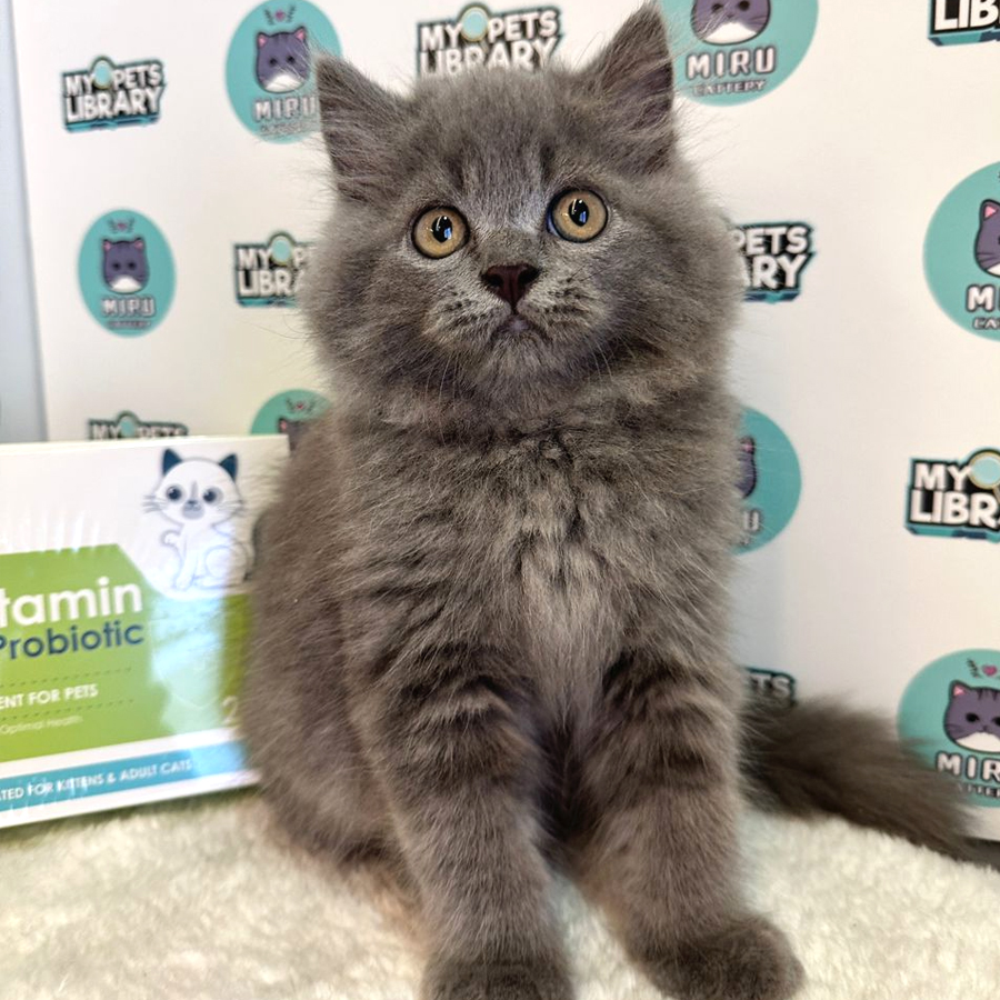 Persian Kitten (Male) For Sale