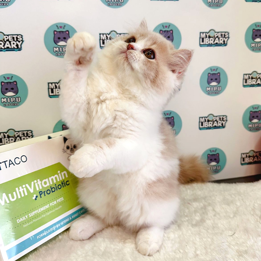 Persian Kitten (Female) For Sale