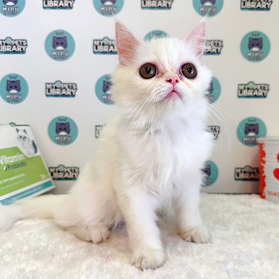 Persian Kitten (Male) For Sale
