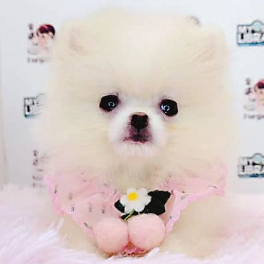 Pomeranian Puppy (Female) For Sale