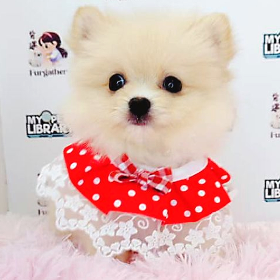 Pomeranian Puppy (Male) For Sale