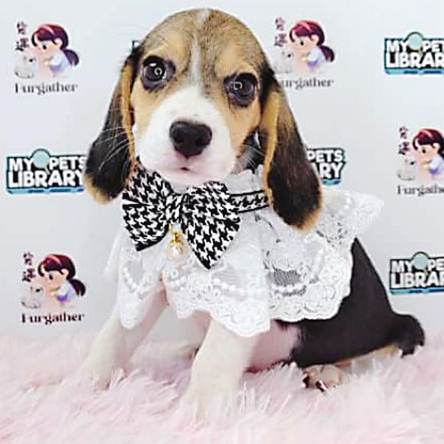 Beagle Puppy (Female) For Sale