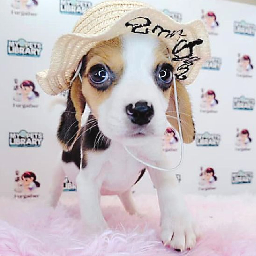Beagle Puppy (Female) For Sale