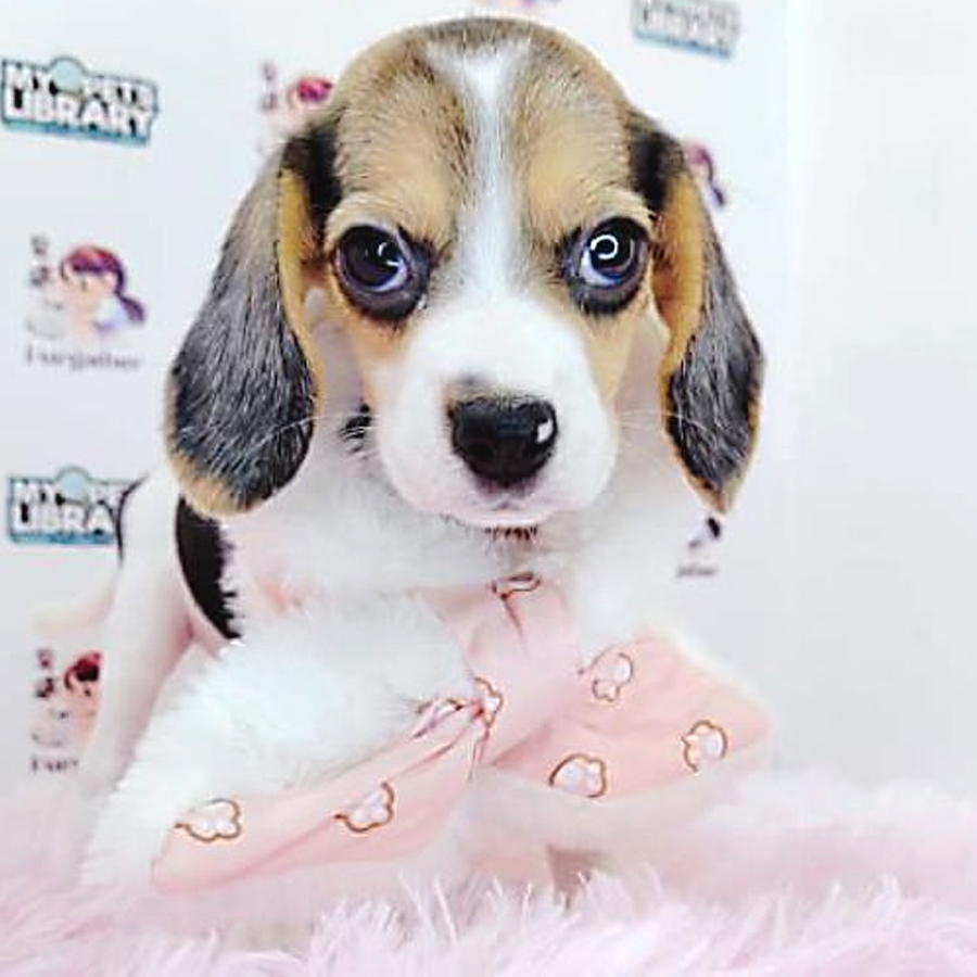 Beagle Puppy (Female) For Sale