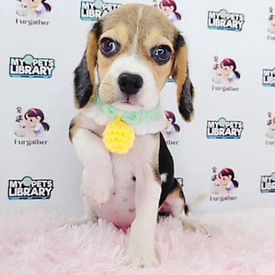 Beagle Puppy (Male) For Sale