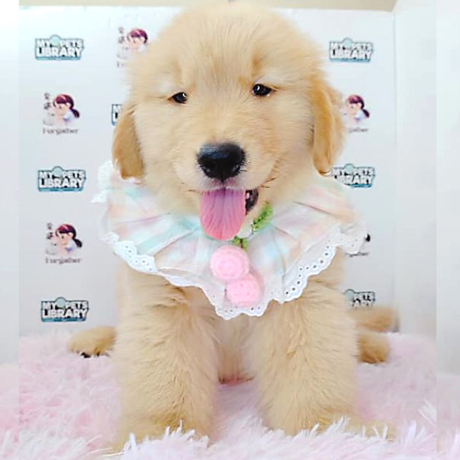 Golden Retriever Puppy (Male) For Sale